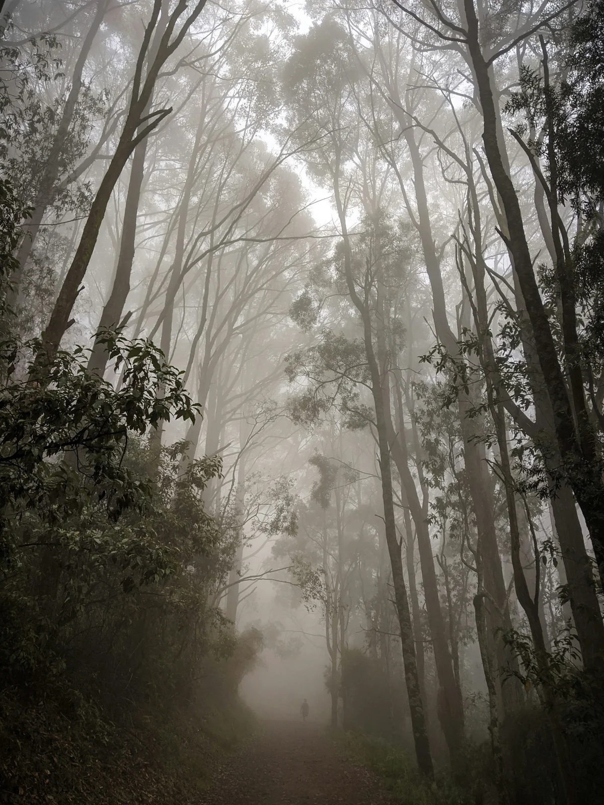 Trees through fog