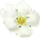 A vanilla flower